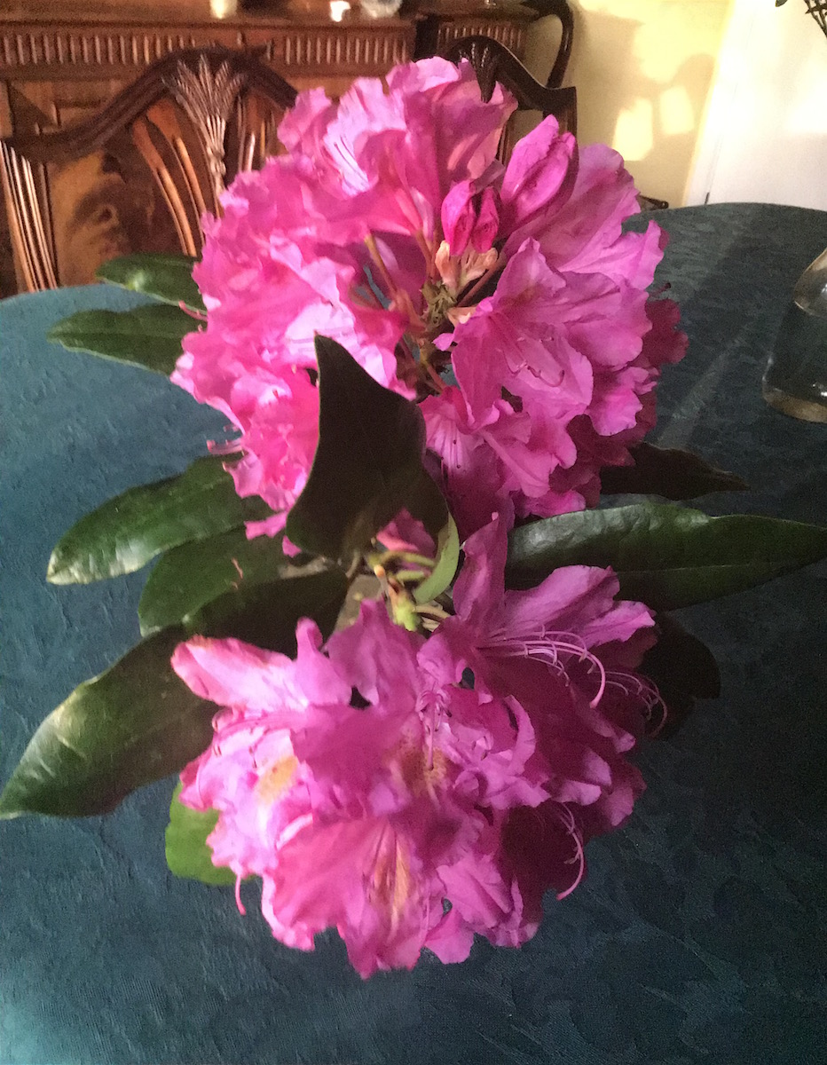 Unnamed ponticum hybrid